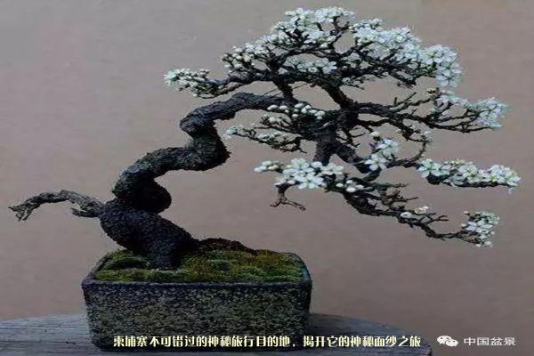 柬埔寨不可错过的神秘旅行目的地，揭开它的神秘面纱之旅